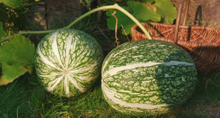 Тыква фиговая)