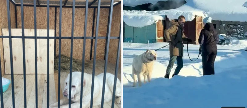    Волонтеры спасли алабая, замученного голодом на страшной ферме в ЗаозерьеИрина Меркова