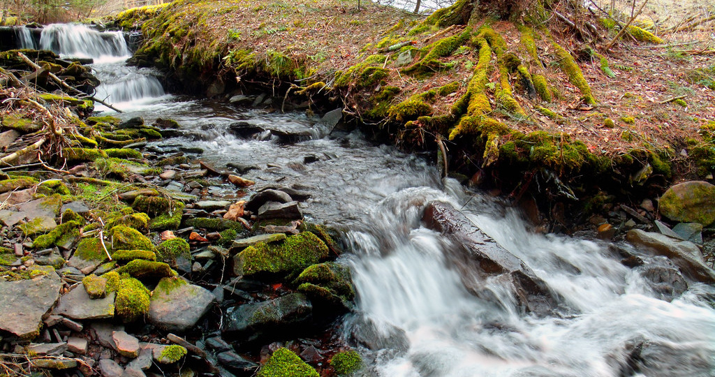 Нашёл в лесу золотоносный ручей!