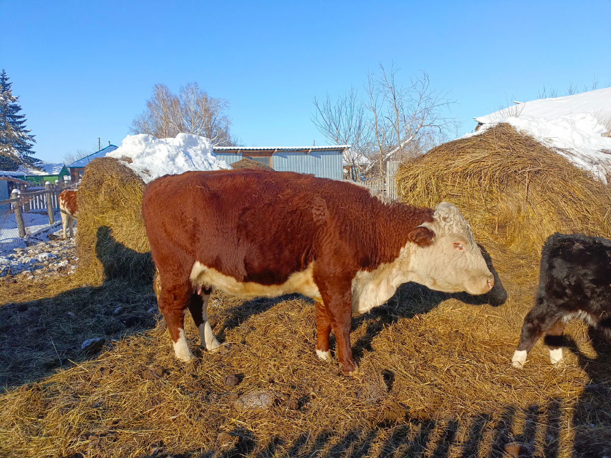 Егоза в пик болезни.