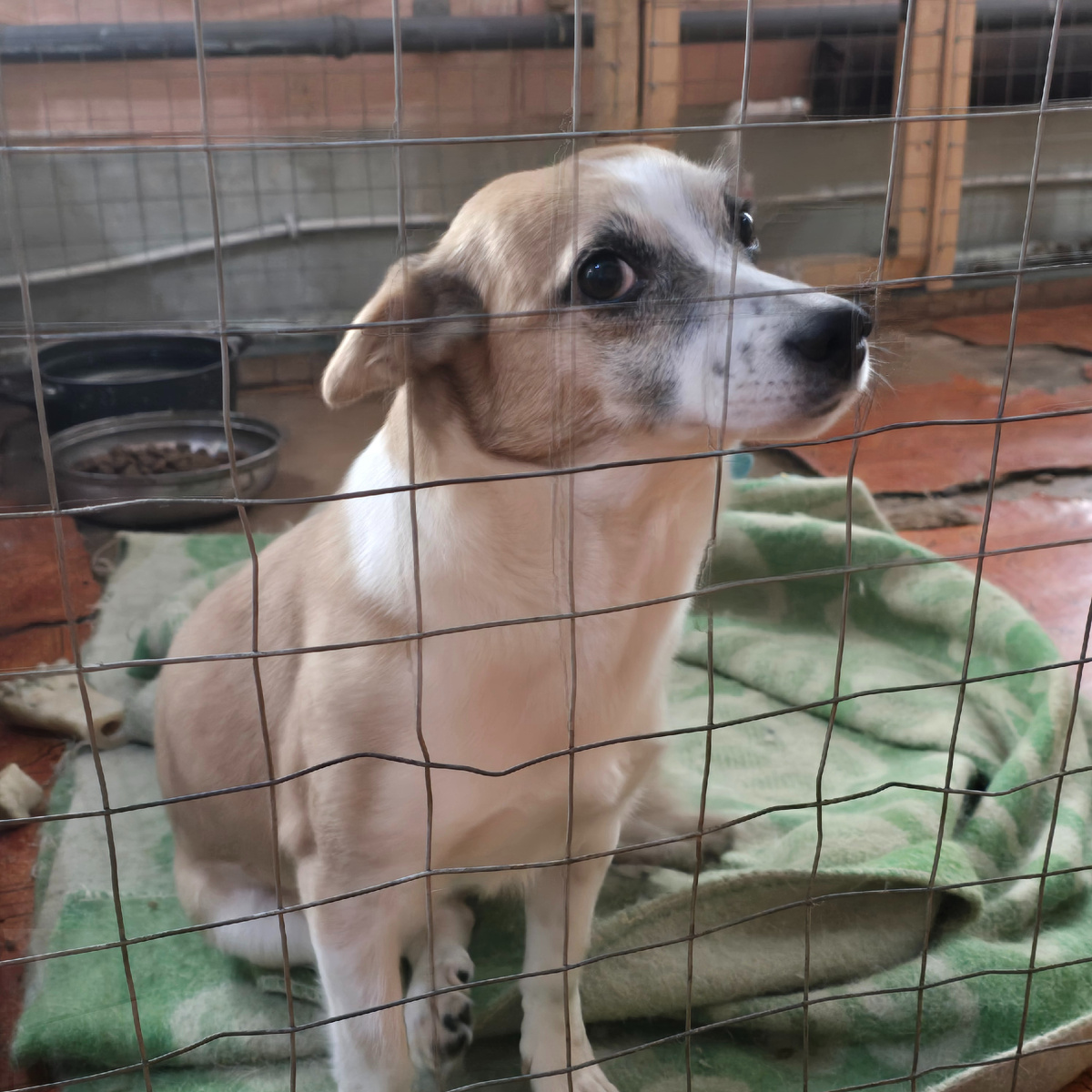 печальные глаза за решеткой просят надежды