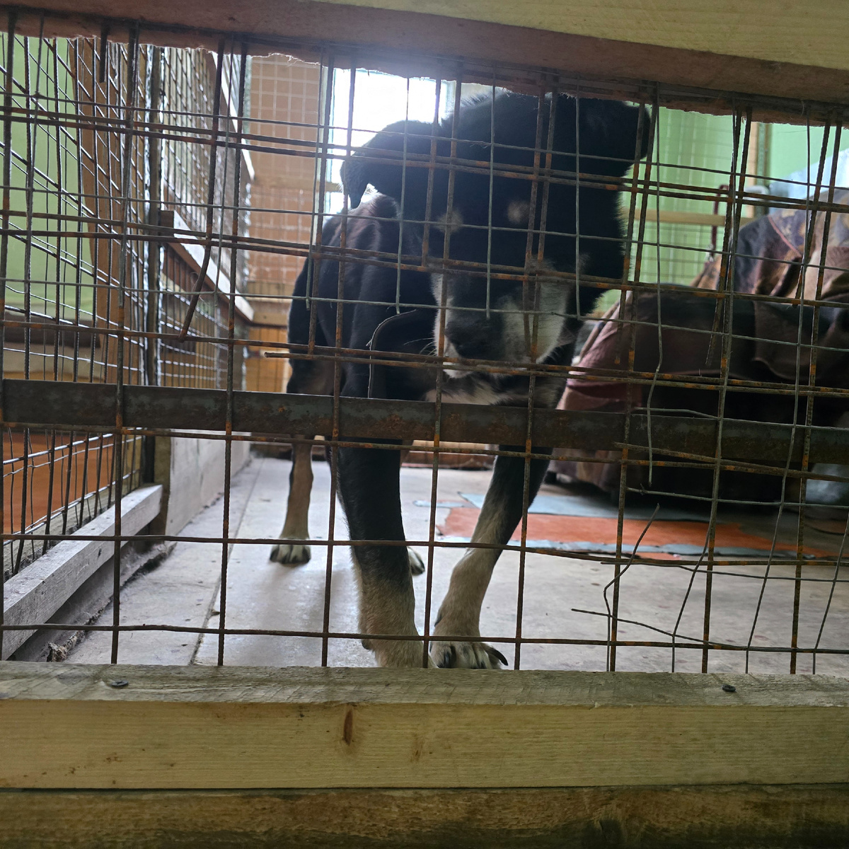 темная тень ждет за решеткой спасения