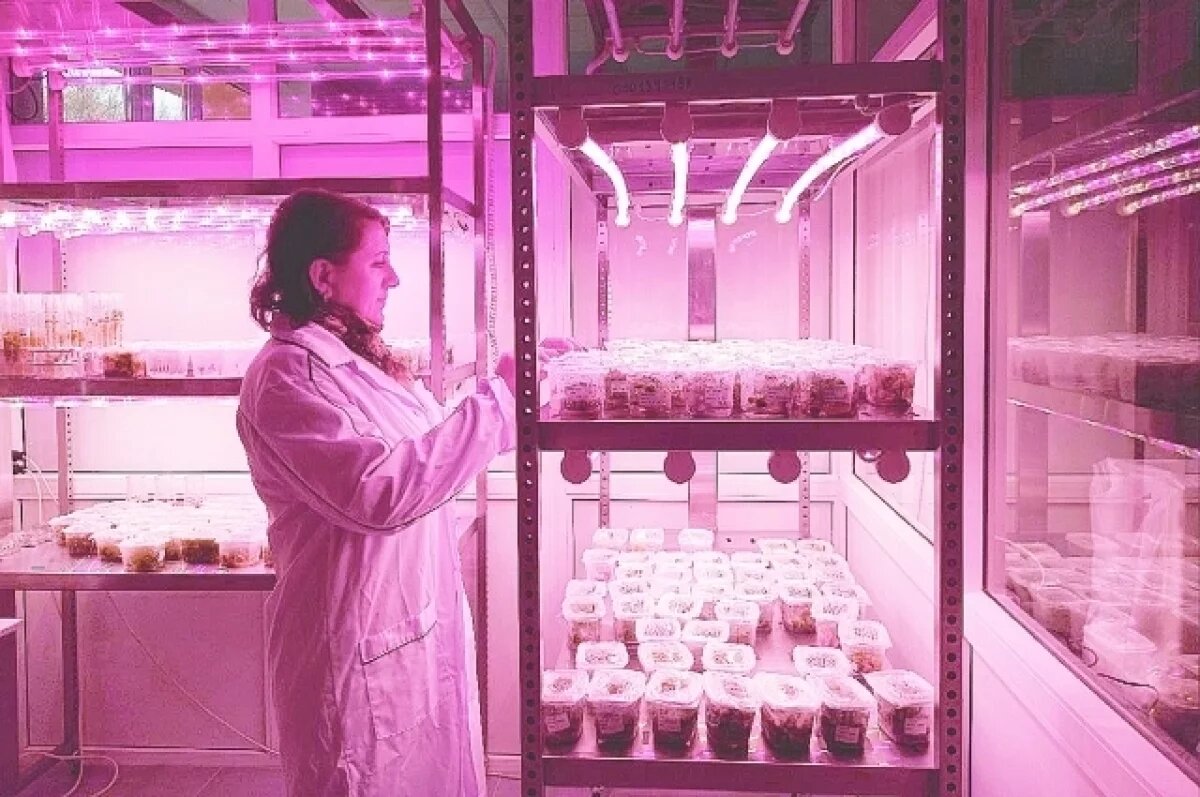    Томские учёные научились определять происхождение человека по Y-хромосоме