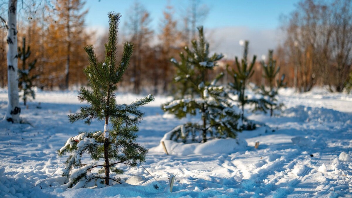   Фото: Сергей Зубков/«Ямал-Медиа»