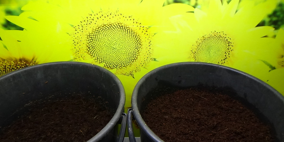 Размочила 2 разных КОКОСОВЫХ БРИКЕТА и очень удивилась! ЧУДЕСА да и только!