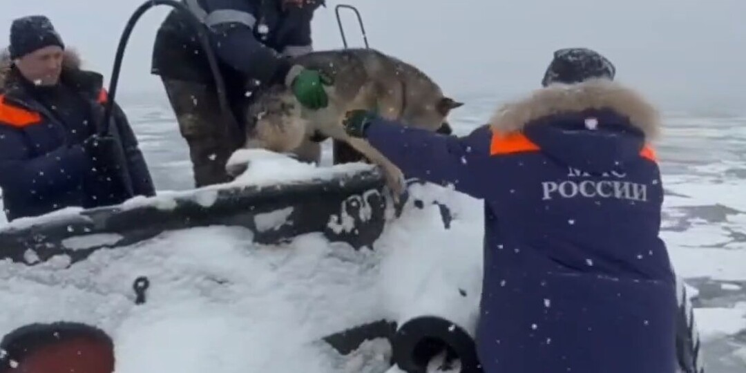 Две собаки уплыли на оторвавшейся льдине на Камчатке, их спасение сняли на видео