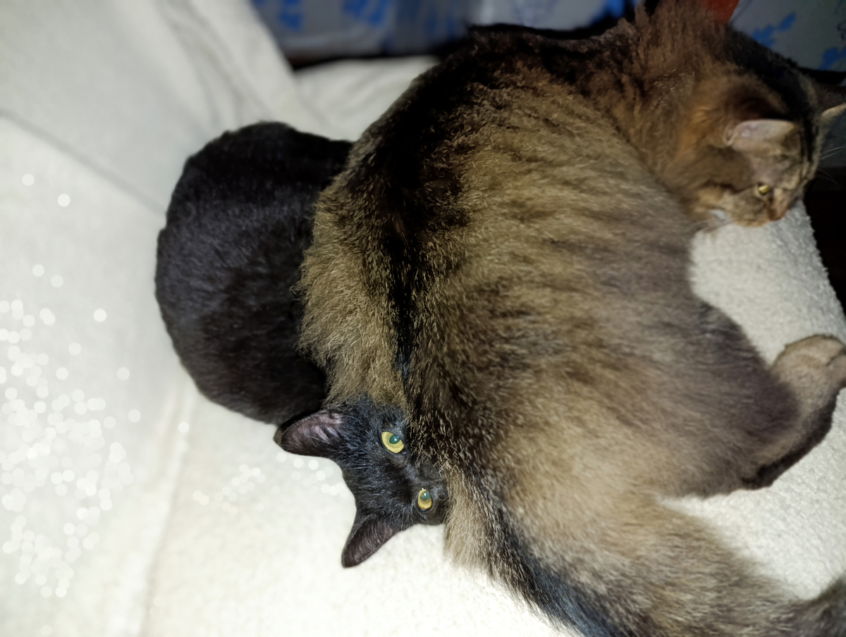 Кота котом придавило