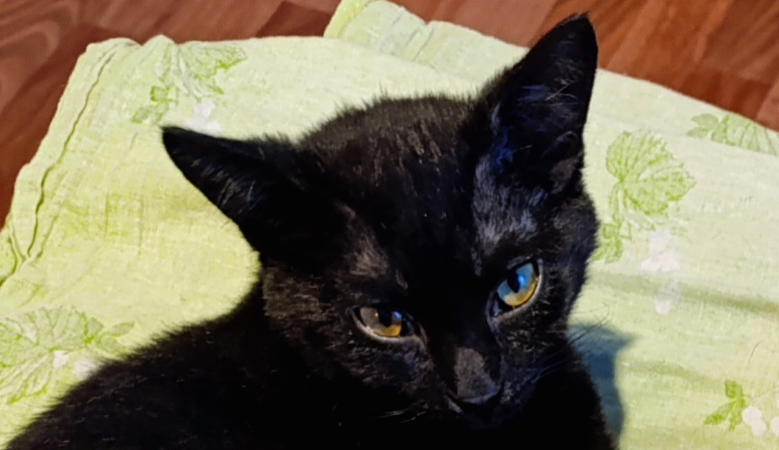 Ксень, сбрысни отсюдова, бесишь. Кот Сажик