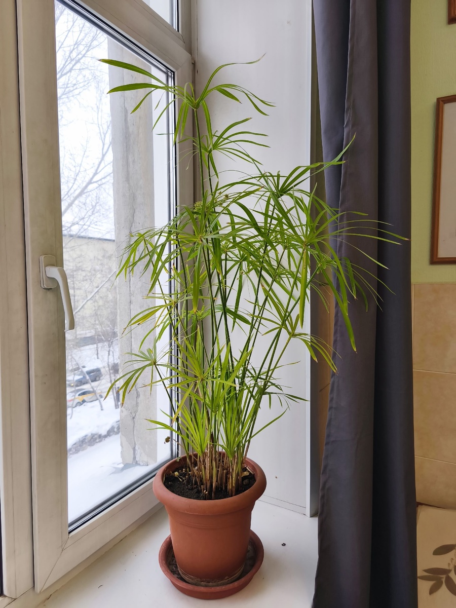 Циперус очереднолистный