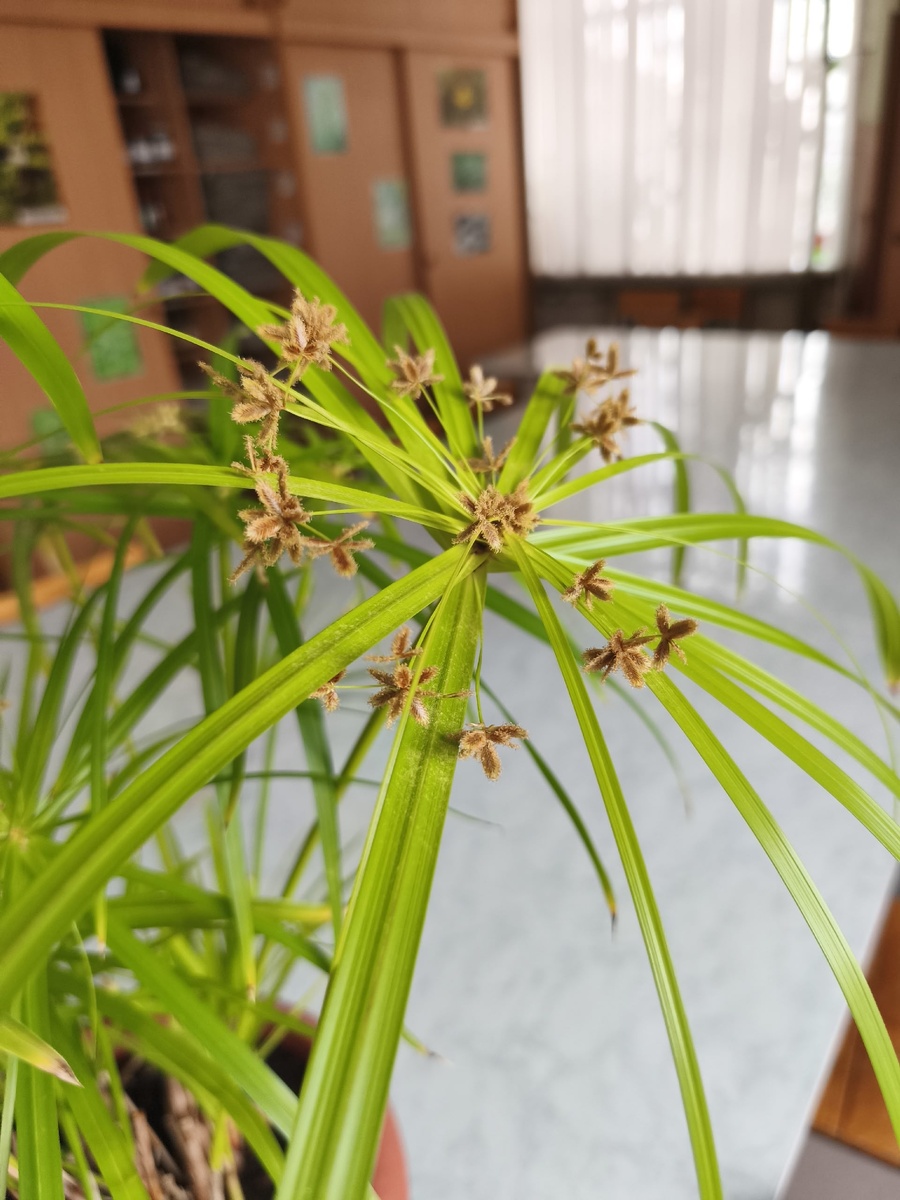 Соцветие циперуса