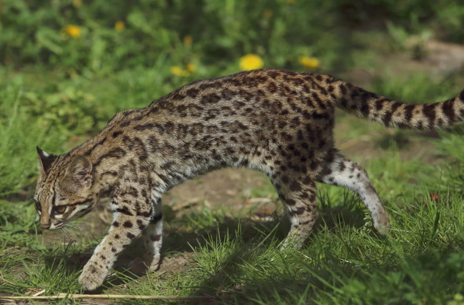 Онцилла обладает редчайшей среди кошачьих способностью: её голеностопные суставы могут поворачиваться на 180°. Благодаря этому она способна спускаться по стволу дерева вертикально вниз головой, как белка, что делает её непревзойденным древесным охотником.