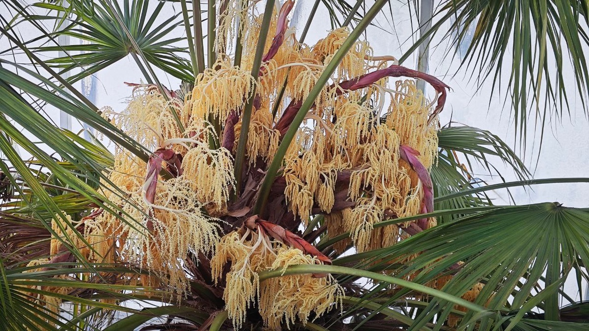 Ливистона южная цветет в Ботсаду ТГУ
Фото: Ботсад ТГУ