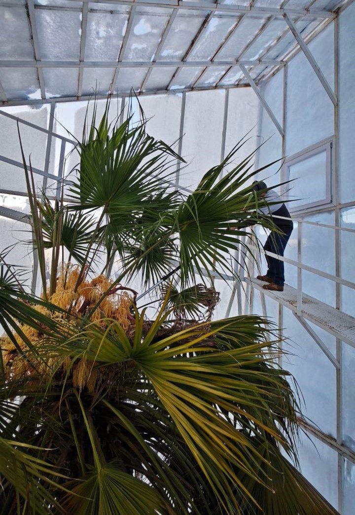 Фото: СибБС ТГУ Пальма ливистона южная в Ботсаду ТГУ