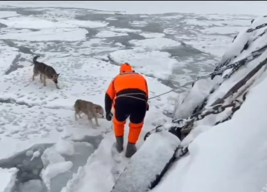 Фото: скриншот с видео ГУ МЧС России по Камчатскому краю