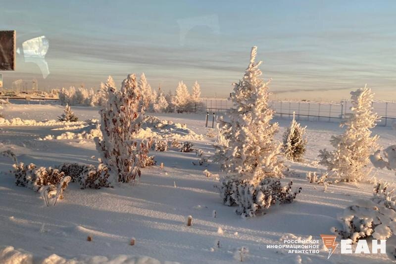    ЕАН. Заснеженные деревья