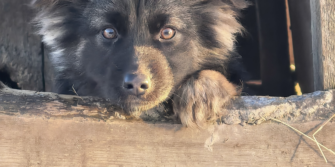 Даже горсточка каши в лютый мороз спасёт чью-то жизнь!