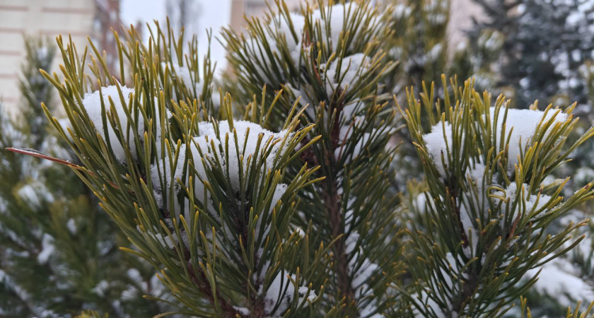    Первый городской канал Калининград