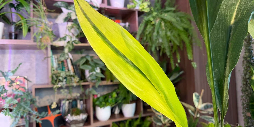 Обзор новинок: 10 покупок с выставки комнатных растений - сам не ожидал, что куплю эксклюзивы