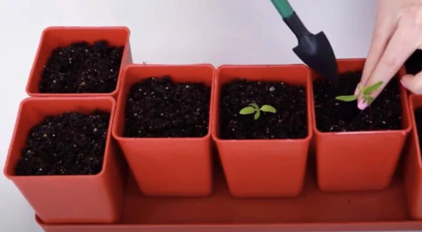 Когда сажать томаты на рассаду в марте 2026 года: подберите сроки для своего сорта и региона