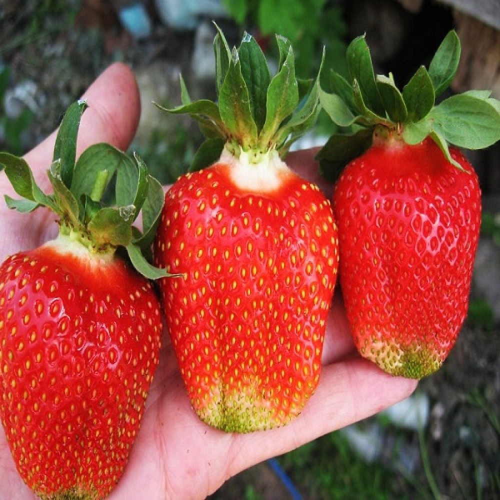 Такой урожай точно не получите, если откажетесь от борьбы с вредителем