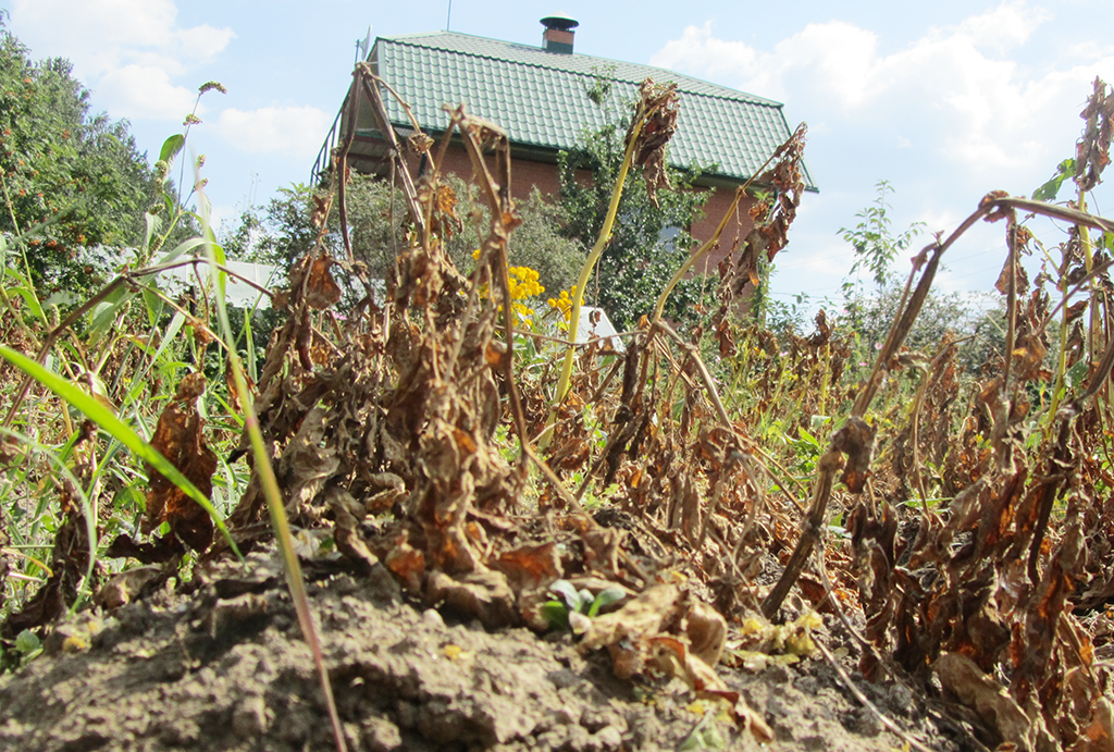 ПАУТИННЫЙ КЛЕЩ НА КАРТОФЕЛЕ