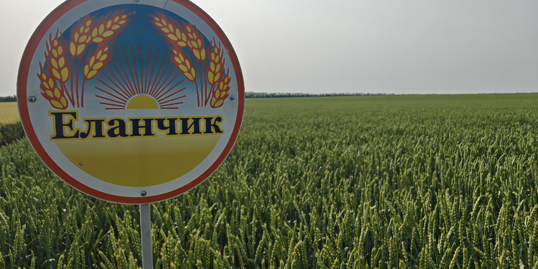 Сорт озимой пшеницы Еланчик - лидер по посевным площадям в Ростовской области