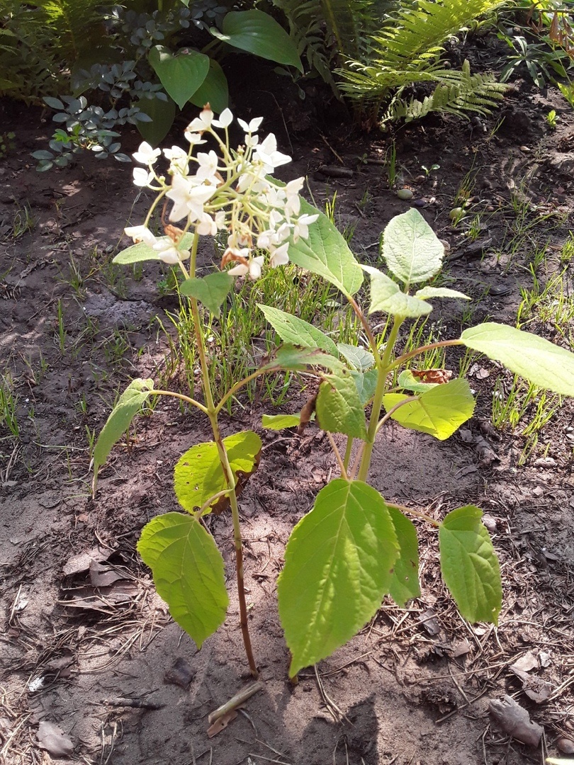 Древовидная гортензия Annabelle через год после посадки