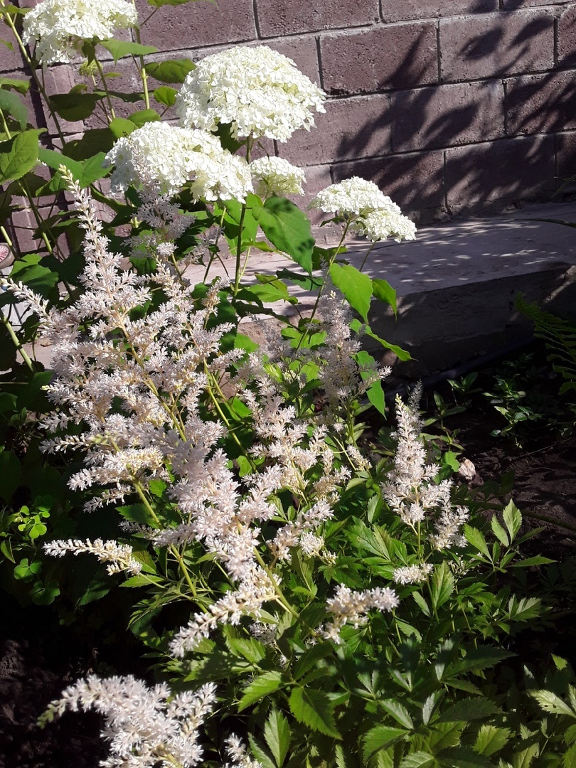 Цветение на третий год