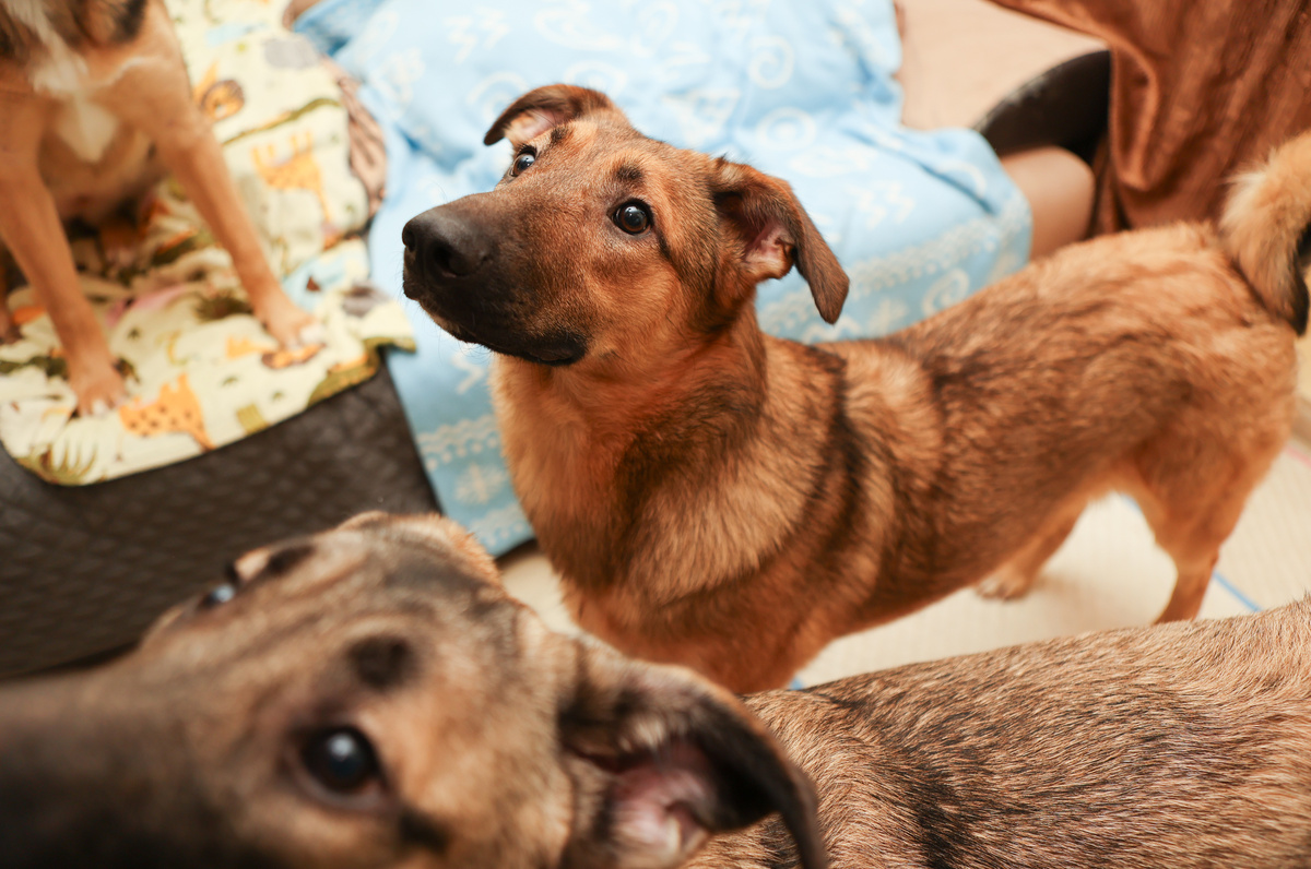 Прям одни собачки тут будут? Кайф:)