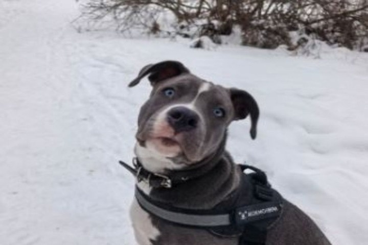 Под Астраханью щенок стаффа помог выбраться упавшему в овраг мальчику