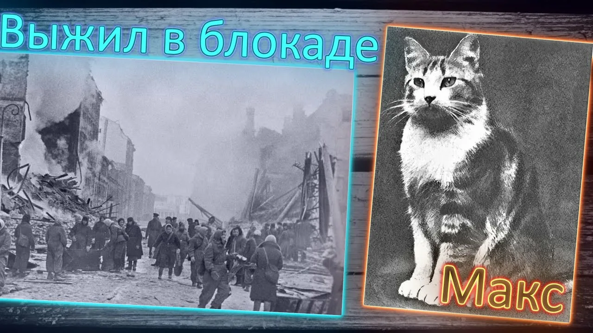 Единственный выживший кот в блокаде Ленинграда.