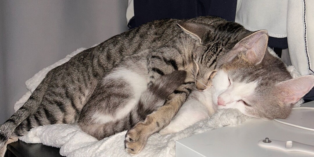 Как Миша Серёжу полюбил