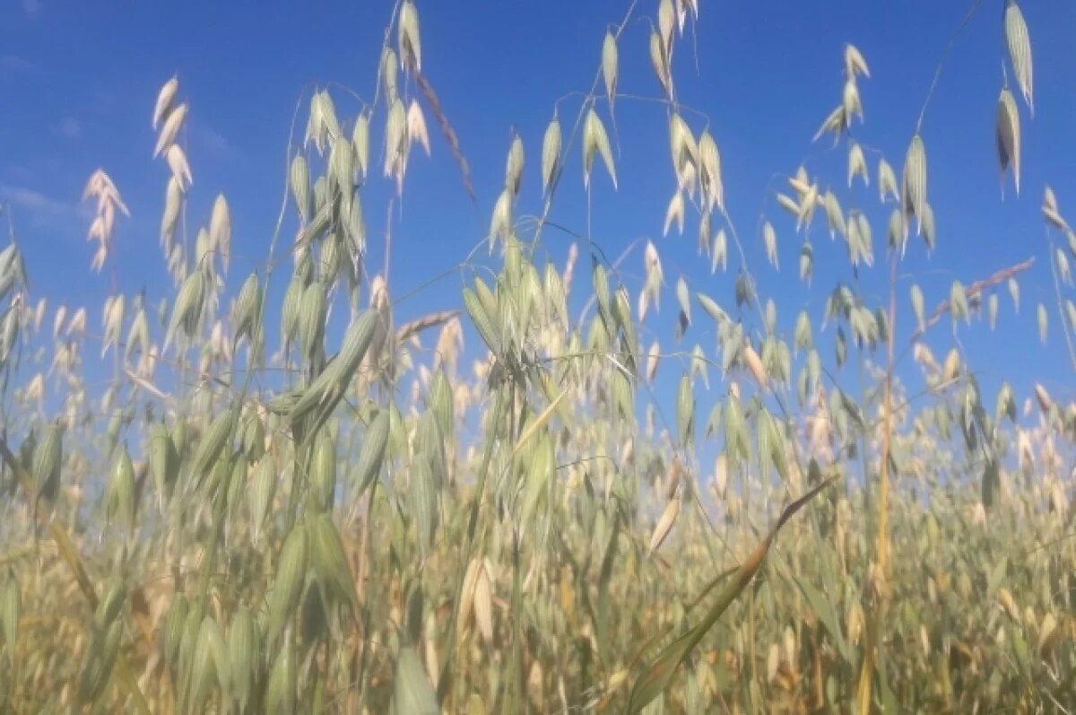    Новосибирская область стала лидером России по экспорту гречихи и овса