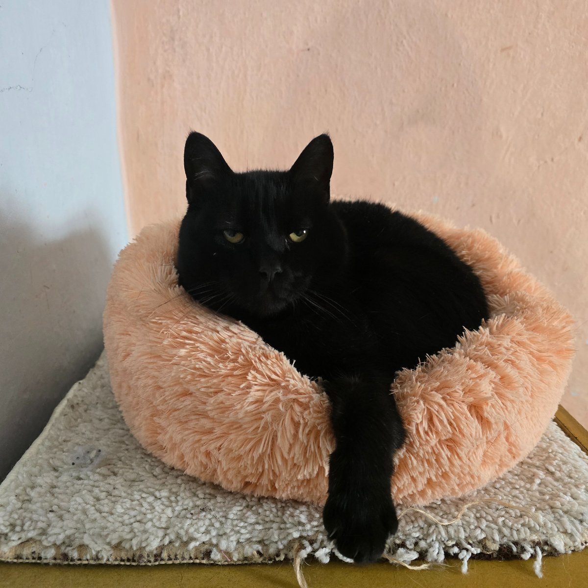 чёрная магия в розовой корзинке счастья