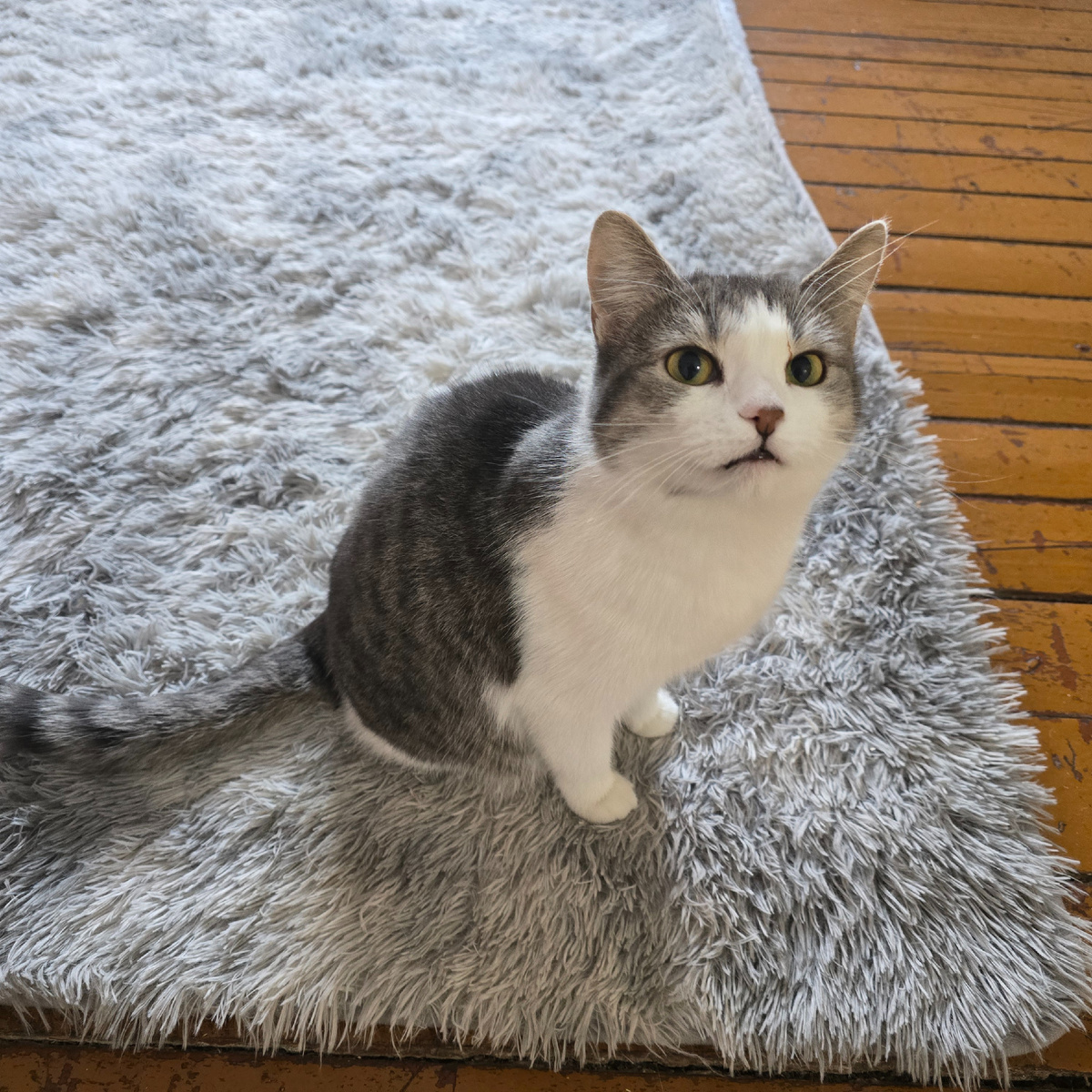 серо-белое совершенство с зелёными изумрудами