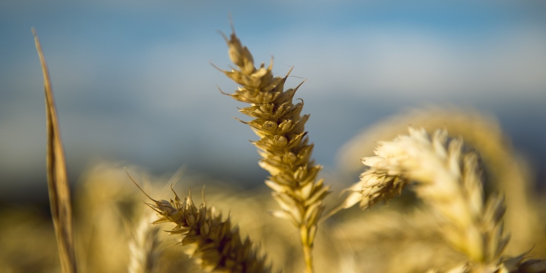 Экспортная цена пшеницы достигла двухмесячного максимума