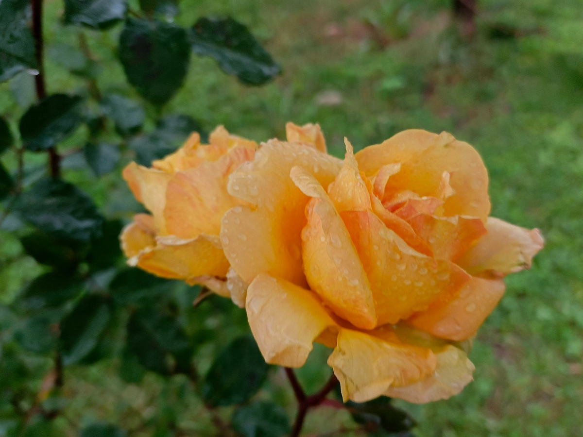 Адлер, февраль 2026 года