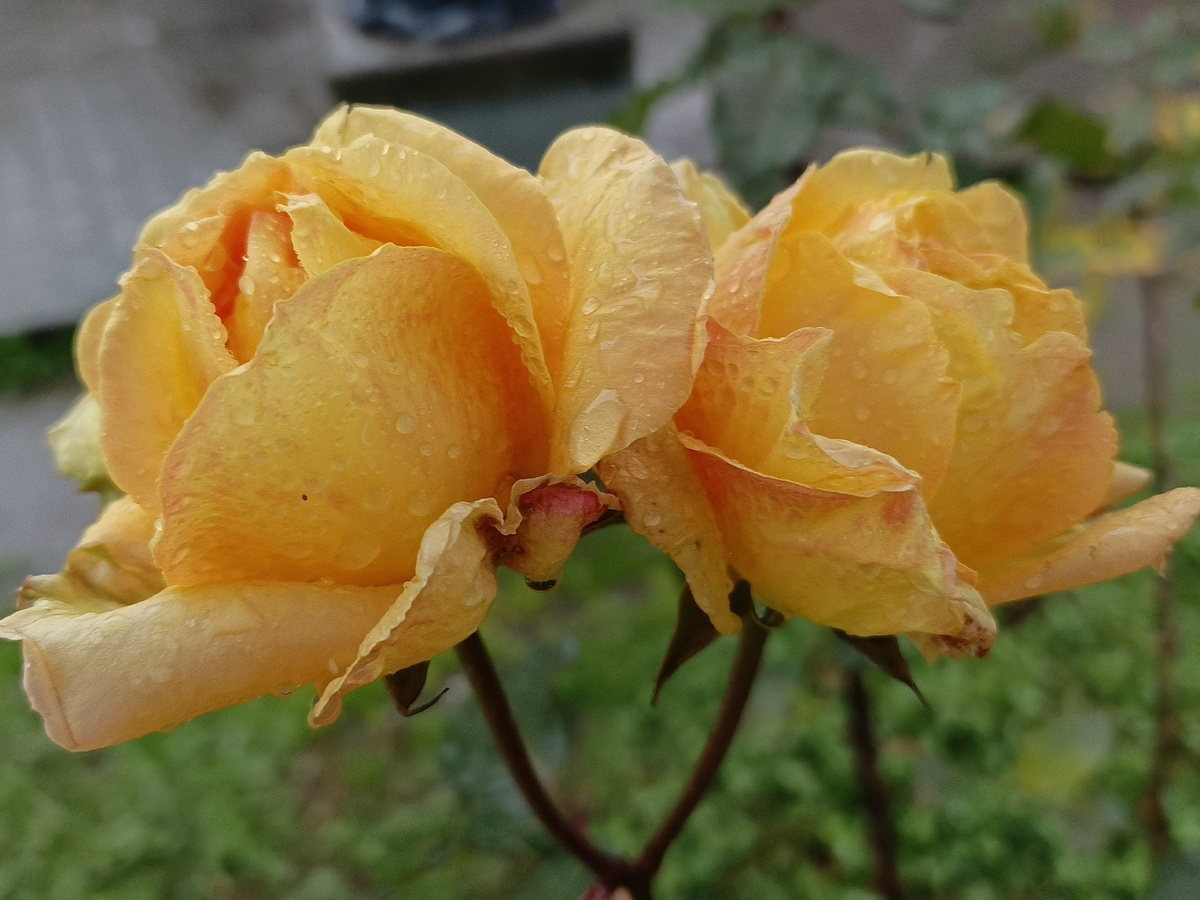 Адлер, февраль 2026 года