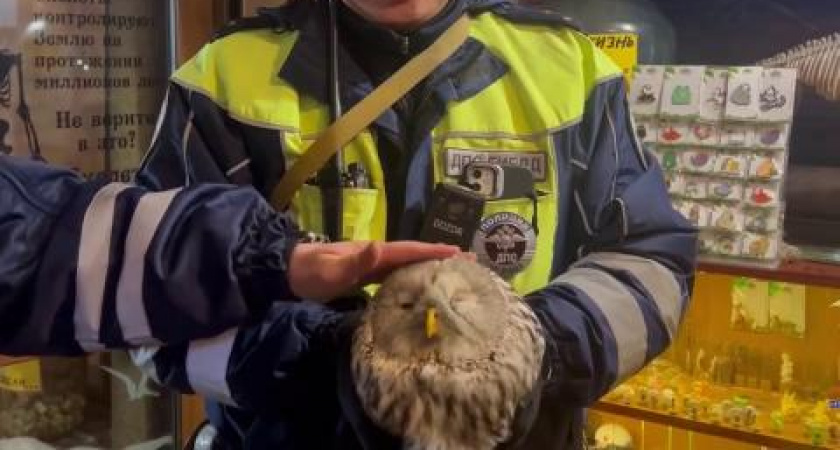    Фото: ГУ МВД по Иркутской области