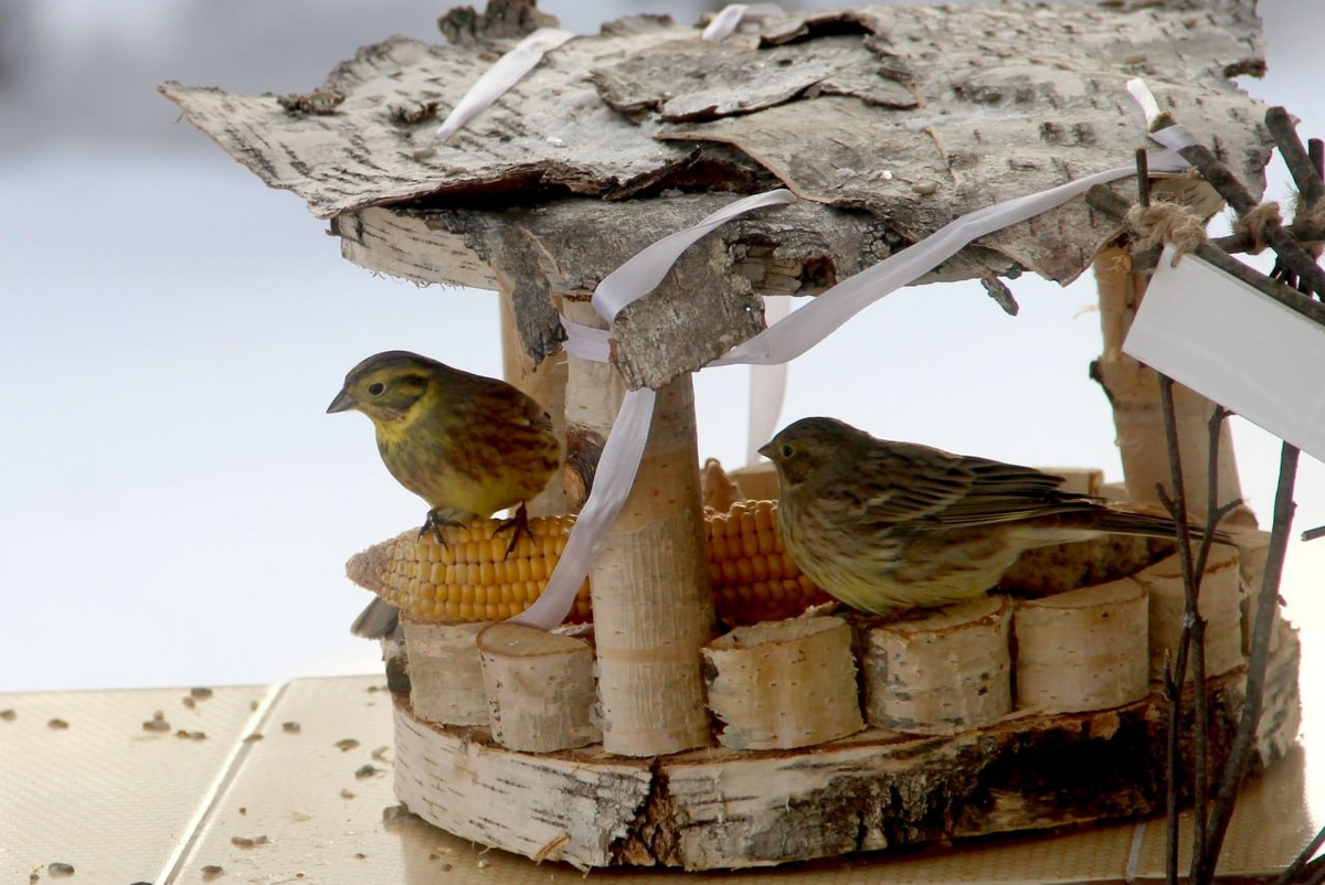 Автор фото: О.Ю. Гореловская