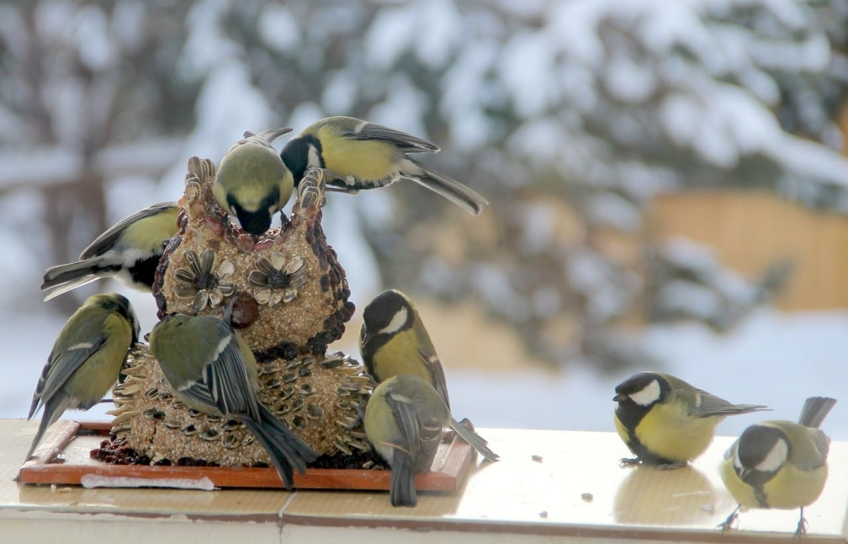 Автор фото: О.Ю. Гореловская