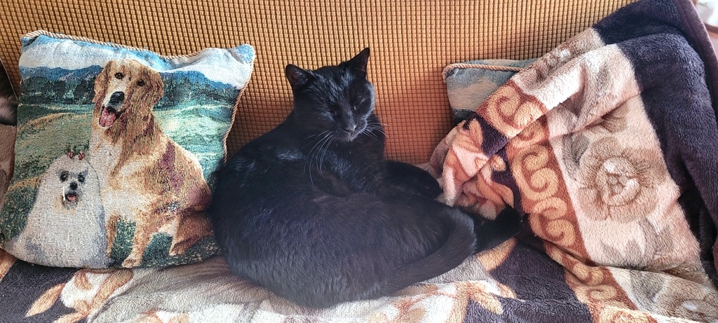 Фима сегодня утром. Дремлет...