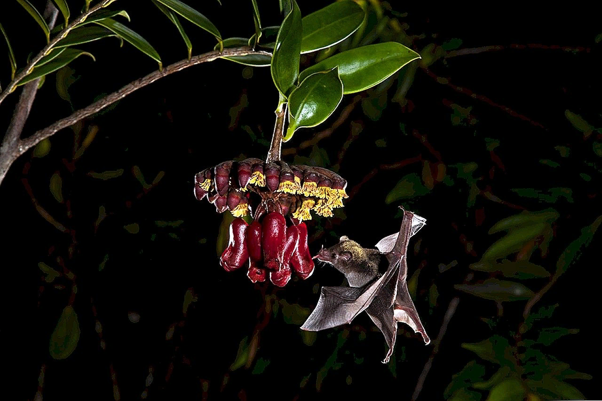 Приятного аппетита, мышка!