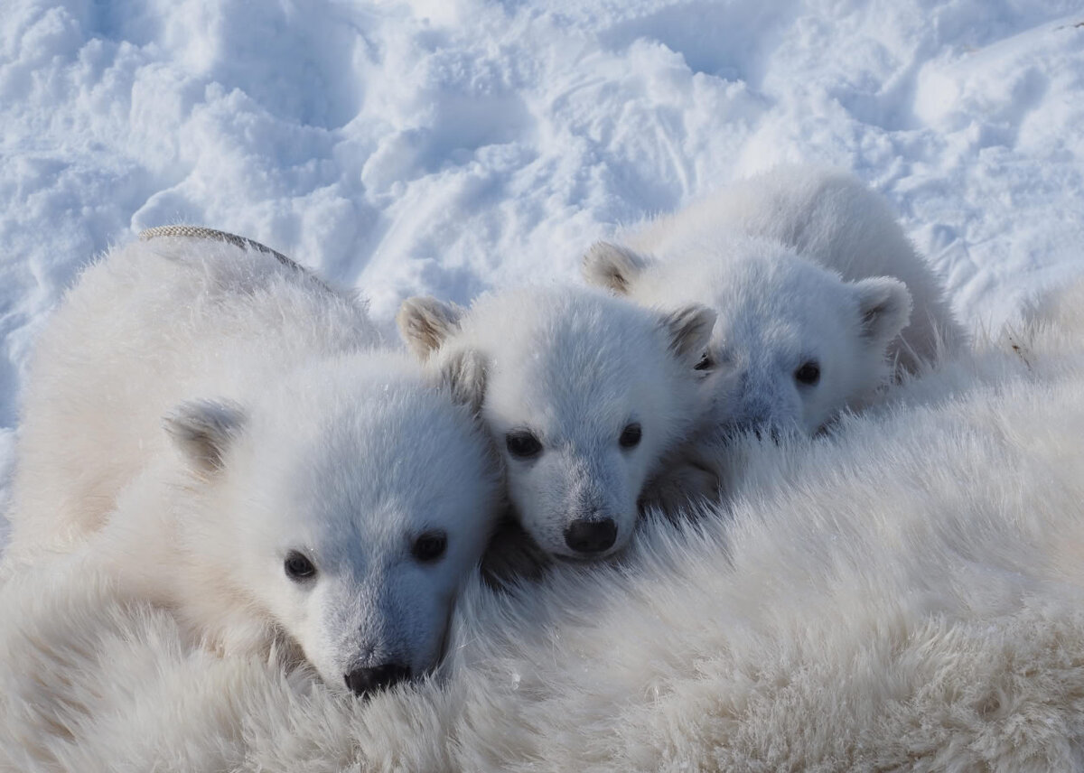 Три медвежонка лежат на своей матери, потерявшей сознание после дротика с транквилизатором. Процедура была необходима, чтобы измерить ее тело. Она считается относительно безвредной для животного / © Trine Lise Sviggum Helgerud, Norwegian Polar Institute