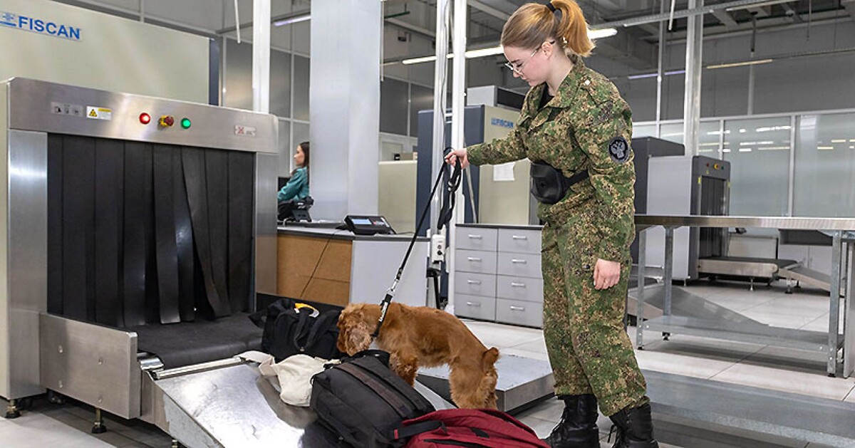 Работать новосибирским таможенникам помогают специально обученные собаки.