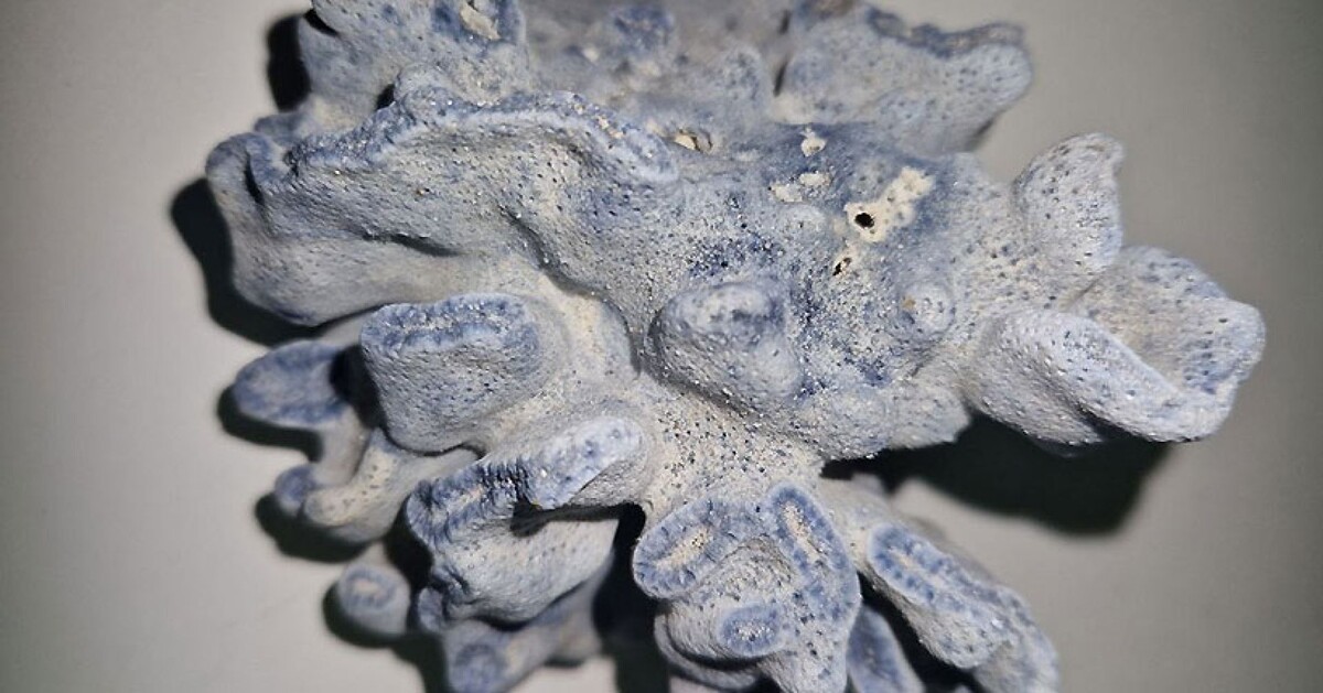 Кораллы, как и другие биоресурсы, можно перевозить только при наличии специальных разрешений.