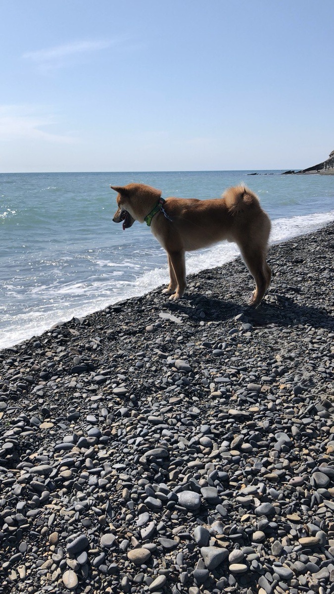 Черное море, Сукко 2021