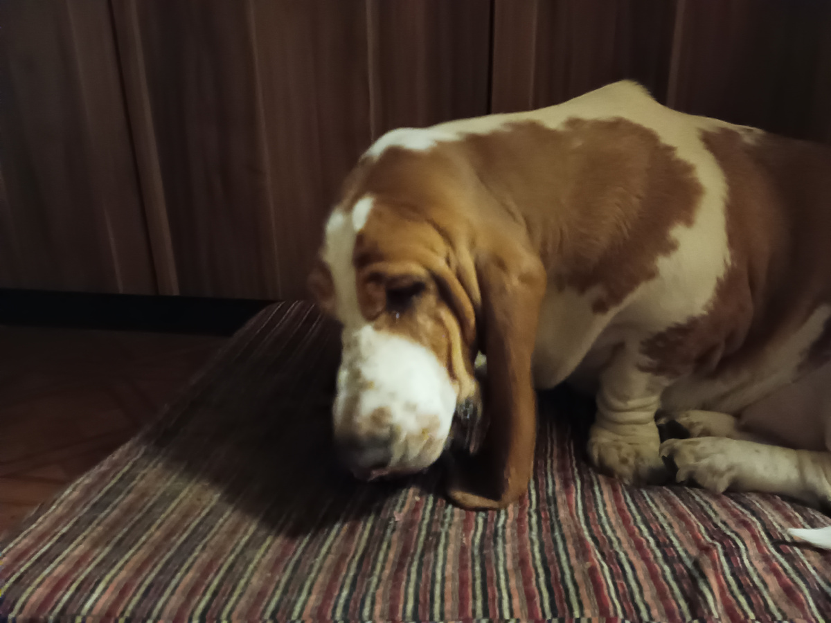 Это я, ушастая бассюша