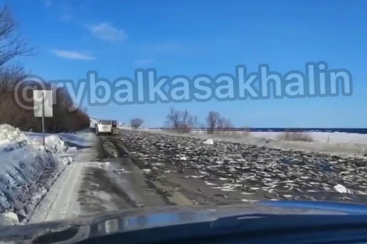    Дорогу на Сахалине засыпало свежей рыбой