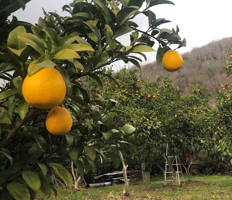 Цитрусовый сад. Абхазиядж
